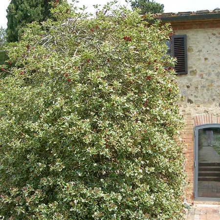 L Agrifoglio